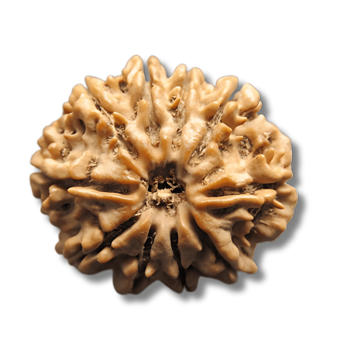 ten Face Rudraksha, dus Mukhi Rudraksha, 10 mukhi rudraksha, Dasa Mukhi Rudraksha, Ten Faces Rudraksha